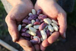 Beans for testosterone